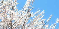 流行性角結膜炎からの花粉症疑惑を経て穏やかな春。畑を始めたよ。本を作るよ。コミティアに出るよ。