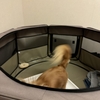 若い犬はどうしてこんなに体力を持て余しているのか問題