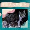 【保護猫】藤子ちゃん😺の里親さんを募集しています！〈佐世保発〉