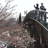 錦帯橋と桜～♪