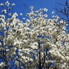 緑の日　北大植物園散策