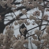 桜とヒヨドリと河口慧海