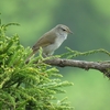 橘の花散る里の霍公鳥･･･巻第8-1472～1473