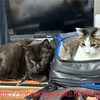 何でもベッドにしてしまう、我が家の五猫