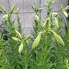 ６８５．次男の年長クラス