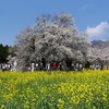 熊本県）2015年4月2日。南阿蘇鉄道。一心行の大桜。