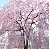 小田原市内散策　　桜の様子