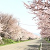 桜満開！GWは松前町&函館公園でお花見〜