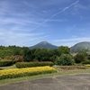 【鳥取/島根】急遽行くことに決めた「とっとり花回廊」はバラの季節