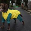 雨のお散歩、大小バーニーとクランベリー