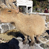 伊豆シャボテン公園カピバラ・リベンジ！？