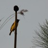 ハシボソハタオリ(Slender-billed Weaver)など