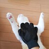 ときとき（ブラッシング）お休みの日バージョン