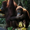 動物園ではしゃぐ（シンガポール）