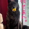 甲斐犬サン、58歳の秋。
