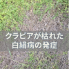 クラピアの病気とその対策(1)　白絹病の発症とその状態