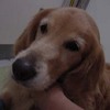 経過良好（犬バカと呼ばれても）