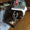 保護犬ジジは留守番ができない②