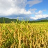 福島県産お米は放射能が心配？農家の努力で安全ですよ♪