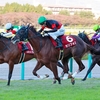 競馬初心者必見☆馬券予想🔥〜デイリー杯2歳S〜この大舞台に羽ばたく馬は！？