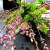 『桃の花』  