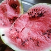 【父の庭でとれた野菜たち③】縁側でスイカ🍉今年は豊作！～水分補給もスイカ🍉