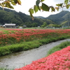 秋の気配～白ふじの里から蓮華寺池公園まで