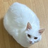 白いけど苦労ねこ