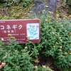 箱根菊・・・箱根湿生花園