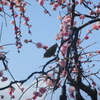 2月　心の花ブログ