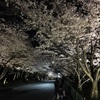 【コラム】弁天さんの夜桜ライトアップ2018 行ってきました。 辯天宗（べんてんしゅう）の事も簡単に調べました。