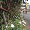 火曜、祝日、ふなっしー。