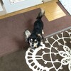 まろにー233日目