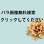バラ画像