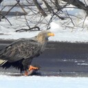 おっさんの野鳥とパイプタバコと酒とワシのブログ