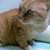 甘えん坊チコ