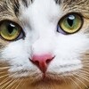 猫の目の不思議