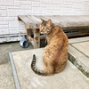 猫寺と越前そば！ 福井県越前市(71/1741)