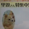 犬の里親さん募集中！埼玉県西川口です。