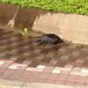 225カラスも水遊び