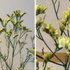 スターチス（イソマツ科の植物１）　黄色のスターチス（リモニウム）を一枝飾っています．長くもってくれる花．海辺近くで生育し，もう一つの別名はシーラベンダー．花色で異なる耐塩性をもつことが知られています．リモニウム・シヌアツム（和名ハナハマサジ）から多くの変種・園芸種が生まれていて，私が買った黄花はリモニウム・シヌアツム ‘ボンデュエリ’？　スターチスの花言葉は sympathy and remembrance／“I miss you” 会いたい．