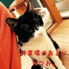 ねこ25話　うちねこかつおぶし