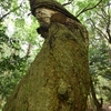 インドから移植された5本の”ナギの木”　福岡県福津市舎利蔵
