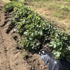 2019年安納芋の収穫