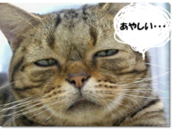 【反ヘイトスピーチ派の怪しい言動】これは情報工作なのか？ それとも単に錯誤（勘違い）に陥っているだけなのか？【反ヘイトスピーチ派の正体とは？】