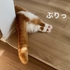 愛猫のぷりぷりおしりがたまらない！