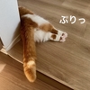 愛猫のぷりぷりおしりがたまらない！