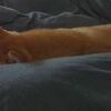お留守番のご褒美、だよ