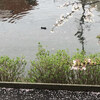 散り際の桜と 黒鴨20250412