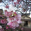 河津町　田中区　共同浴場の桜